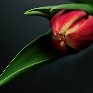 Macro 22