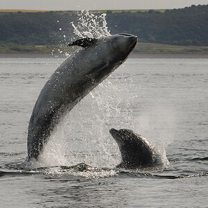 Bottlenose Dolphin Chanonry Point 8