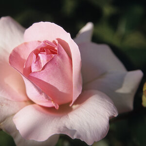 Erblühende Rose