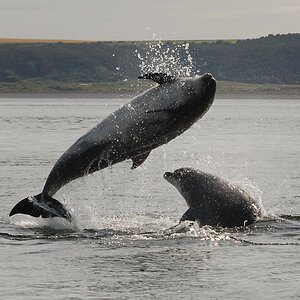 Bottlenose Dolphin Chanonry Point 9