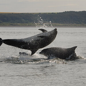 Bottlenose Dolphin Chanonry Point 10