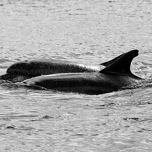Bottlenose Dolphin Chanonry Point 11