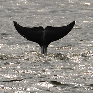 Bottlenose Dolphin Chanonry Point 12