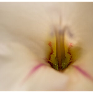 Blüte 2