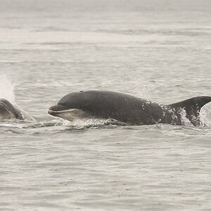Bottlenose Dolphin Chanonry Point 13