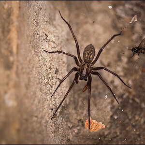 Spinne