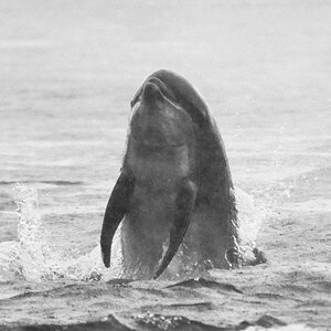 Bottlenose Dolphin Chanonry Point 14