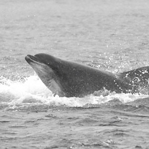 Bottlenose Dolphin Chanonry Point 15