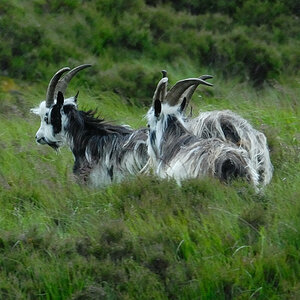 Wollziegen