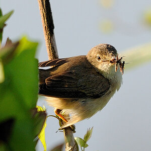 Kastenweiher Teichrohrsaenger12