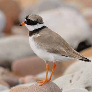 Bird 1