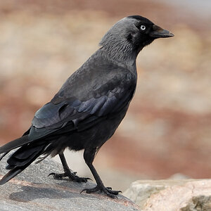 Bird 2