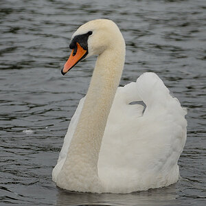 Swan 1
