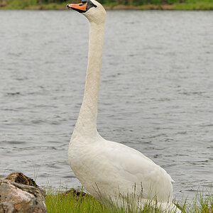 Swan 2