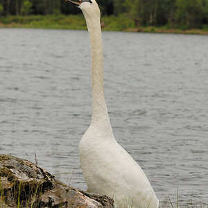 Swan 3