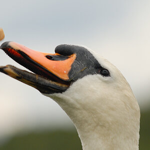Swan 4