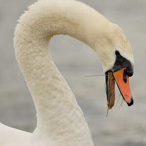 Swan 5