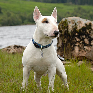 Duke