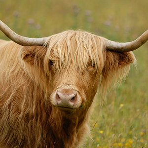 Highland Cattle 1