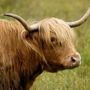 Highland Cattle 2
