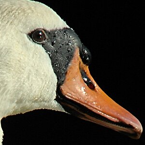 schwan crop