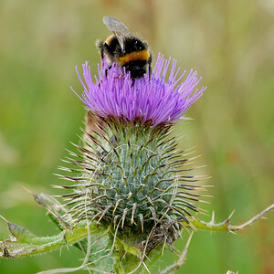 Twistle of Scotland