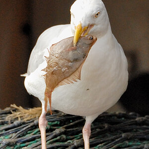 Möwe 1