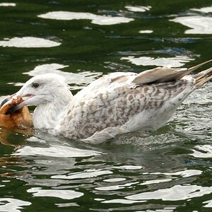 Möwe 2