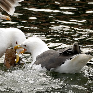 Möwe 3