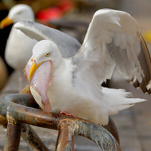 Möwe 4