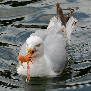 Möwe 5