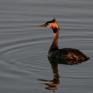 Haubentaucher Vogelinsel02