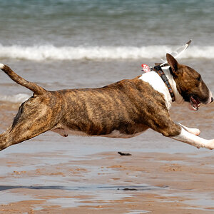 Flying Jim