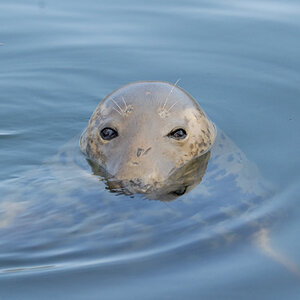 Sweet Seal