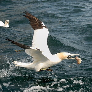 Bass Rock 2