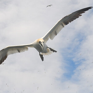 Bass Rock 5