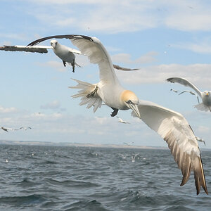 Bass Rock 6