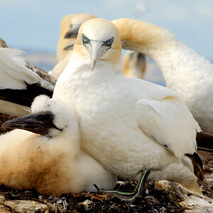 Bass Rock 12
