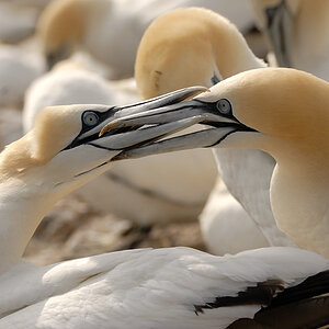 Bass Rock 11