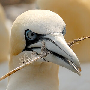 Bass Rock 18