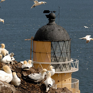 Bass Rock 21