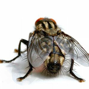 fliegenarsch900