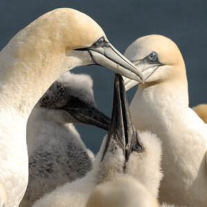 Bass Rock 23