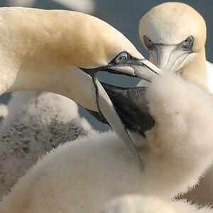 Bass Rock 24
