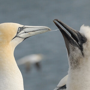 Bass Rock 25