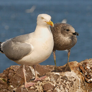 Bass Rock 26