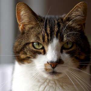 DSC 6924, D700, ZF2/100, f2.8