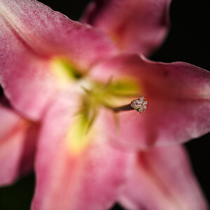 DSC 8348, D3, ZF2/100, f2