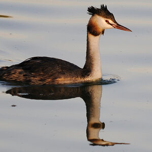 Haubentaucher 
Vogelinsel 01