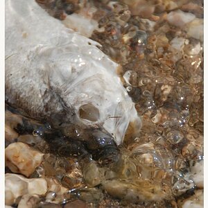 Fisch